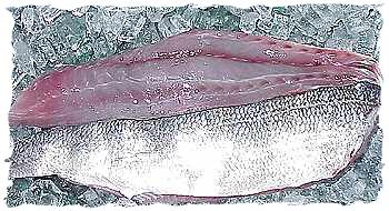 Fresh Bluefish