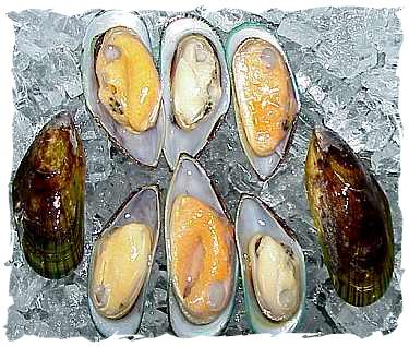 New Zealand Mussels