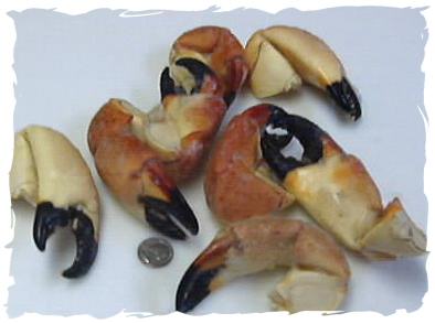 Frozen Stone Crab Claws