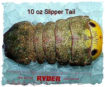 Slipper Lobster Tails (12-14 oz)