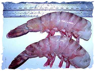 Buy Extra Colossal Shrimps Online