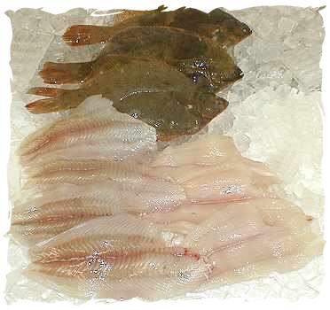 Fresh Flounder