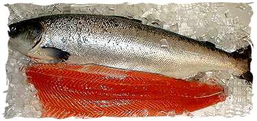 Fresh Salmon